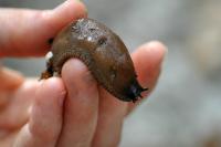 Arion subfuscus