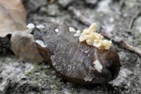 Arion subfuscus