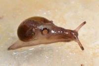Semilimax pyrenaicus