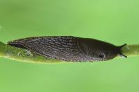 Arion ater rufus
