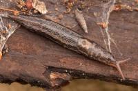 Limax maximus