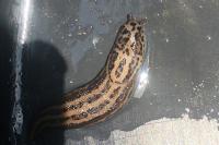 Limax maximus