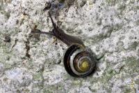 Cepaea hortensis