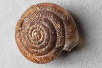 Gonyodiscus rotundatus