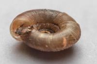 Gonyodiscus rotundatus