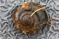 Oxychilus draparnaudi