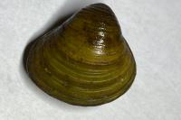 Corbicula fluminea