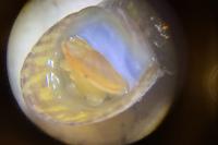 Theodoxus fluviatilis