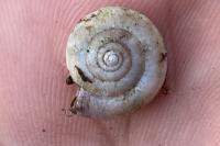 Monacha cartusiana