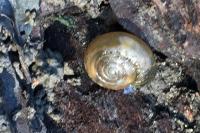 Oxychilus