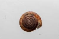 Gonyodiscus rotundatus