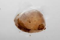 Pisidium