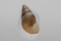 Potamopyrgus antipodarum