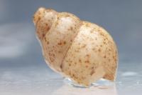 Bithynia tentaculata