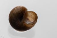 Valvata piscinalis