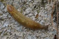 Testacella haliotidea