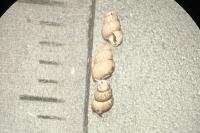 Bythinella turriculata