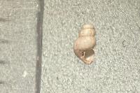 Bythinella turriculata