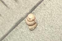 Bythinella turriculata