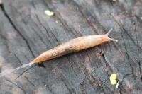 Deroceras reticulatum