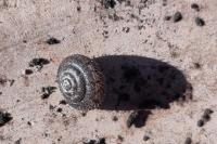 Trochulus hispidus