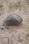 Arion intermedius