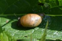 Succinea putris