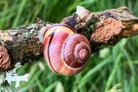 Cepaea nemoralis