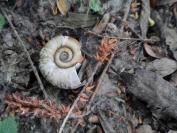 Planorbarius corneus