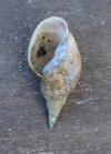 Lymnaea stagnalis