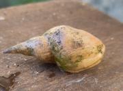 Lymnaea stagnalis