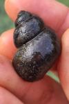 Viviparus viviparus