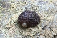 Theodoxus fluviatilis