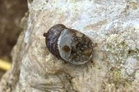 Theodoxus fluviatilis