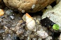 Potamopyrgus antipodarum