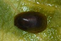 Ancylus fluviatilis