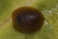 Ancylus fluviatilis