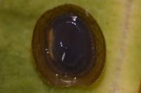 Ancylus fluviatilis