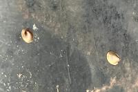 Ancylus fluviatilis