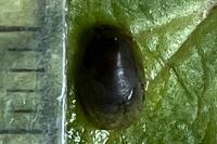 Acroloxus lacustris