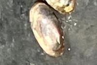 Acroloxus lacustris