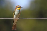 Merops apiaster