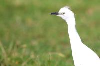 Bubulcus ibis