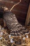 Accipiter gentilis