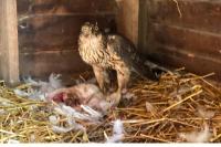 Accipiter gentilis