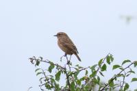 Saxicola rubicola
