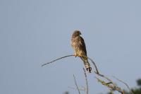Falco tinnunculus