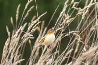 Cisticola juncidis