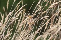 Cisticola juncidis