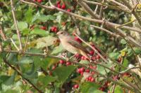 Phoenicurus phoenicurus